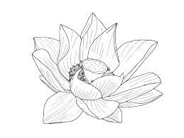 Download in under 30 seconds. Lotus Flower Outline Rooweb