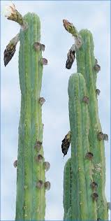 Fat plants san diego mini cactus plants in plastic planters. Peruvian Torch Trichocereus Peruvianus 10 To 11 Inch Tip Cutting Cactus Succulent Plants Plants Seeds Bulbs