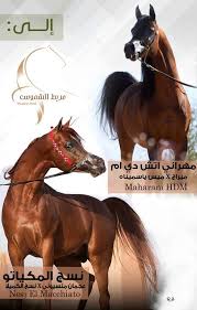 صفقة انتقال الفحل مهراني اتش دي ام و نسج المكياتو من مربط المحمدية إلى مربط الشموس الف الف مبروك Horses Arabians Animals