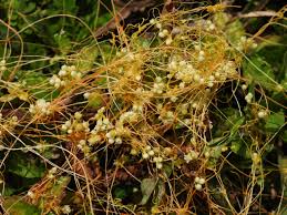 Image result for Cuscuta kilimanjari