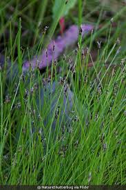 Image result for Eleocharis setifolia