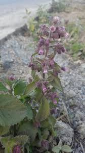 Image result for Blumea axillaris