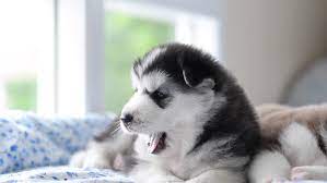 /r/husky now with spify new faq added: Cute Siberian Husky Puppy Yawning Stock Footage Video 100 Royalty Free 17469193 Shutterstock