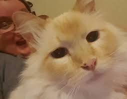 Waffle House visit experience at local restaurant