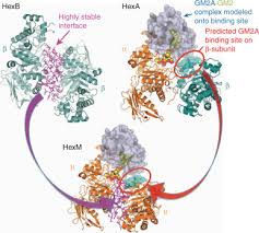 Construction Of A Hybrid B Hexosaminidase Subunit Capable Of Forming Stable Homodimers That Hydrolyze Gm2 Ganglioside In Vivo Sciencedirect