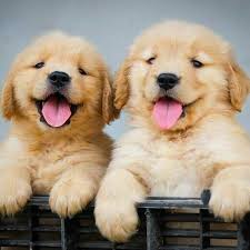 Noms de chien en s pour l'année 2021. 500 Noms De Chiens Japonais Petohaku