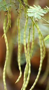 Image result for Sesbania sesban