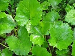 Coltsfoot leaves, organic, cut 1 oz (tussilago farfara) close. Mother And The Stepmother Leaves Of Coltsfoot Ukraine To Wholesale Sale Price The Best In Ukraine Lekarstvennye Travy Hersonshchiny Ooo All Biz