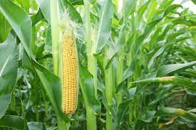 Rugosa), is most often sold and enjoyed fresh as a vegetable, or it may be. How To Tell When Sweet Corn Is Ready Top Tips
