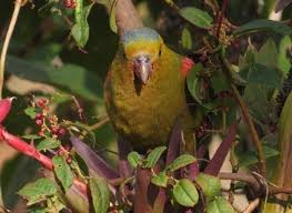 Image result for Indigofera paracapitata