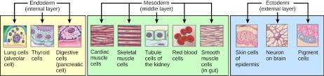File:Germ layers.jpg - Wikipedia