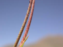 Image result for Microchloa