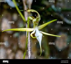 Image result for Aeranthes africana