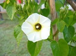 Image result for Ipomoea richardsiae