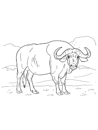 Use this lesson in your classroom, homeschooling curriculum or just as a fun kids activity that you as a parent can do with your child. Buffalo Coloring Pages Best Coloring Pages For Kids
