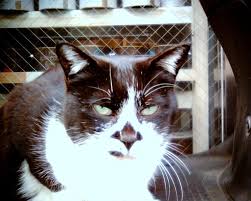タフに生き抜いてきてる顔 タフ 顔 献身