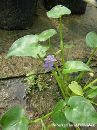 Image result for Monochoria