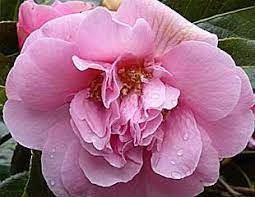 Flowers about 1 wide and pink when new bloom: Spring Flowering Shrubs