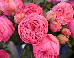 Dulu kalau beli pokok bunga ros di nursey memang masa beli je lah dapat tengok inilah 6 tip mudah hasilkan bunga ros lebat kembang setaman | setiap kali ke nurseri, mesti ramai yang geram tengok pokok ros yang berbunga. Rose Pink Piano Pink Piano Foto Dan Keterangan Ulasan