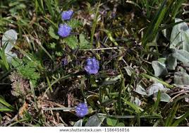 Image result for Cyanotis vaga
