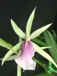 Image result for Millettia lasiantha