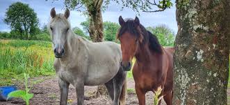 Thanks to Sheila Denny (was Harrington) for these stunning photos taken