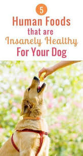 5 Human Foods That Are Insanely Good For Your Dog My Dog S Name In 2020 Human Food For Dogs Dog Health Diabetic Dog