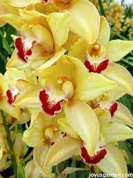 Flower Friday Yellow Orchids Beautiful Orchids Orchid Flower Yellow Orchid