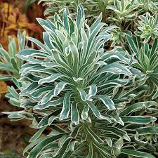 Image result for Euphorbia ugandensis