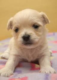 Check spelling or type a new query. Puppy Socialization Stop Fear Before It Starts Dr Sophia Yin