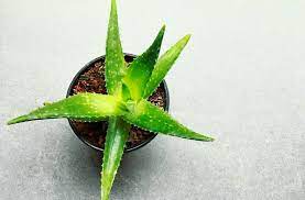Comment cultiver l'aloe vera à l'intérieur. Aloe Vera Nos Conseils D Arrosage D Entretien Et De Rempotage