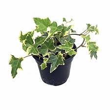 Get Tips For Growing English Ivy Care Is Easy And It S A Beautiful Accent Plant With Lobed Leaves And Lush T Ivy Plants English Ivy Plant Ivy Plant Indoor