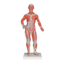 This product helps your child to learn more about the human body, as well as to gain do not get smart anatomy or any of its parts wet, and be sure that your hands and the tip of the smartpen are clean before touching the activity panel. Anatomical Teaching Models Plastic Human Muscle Models Muscle Figure