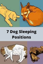 How Your Dog Sleeps Tells You A Lot About Them Here Are 7 Positions And What They Mean In 2020 Dog Sleeping Positions Sleeping Dogs Sleeping Positions