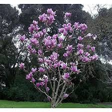 Companion planting creates an environment in the garden that encourages the quality of nearby crops. 81 Laura On Hamilton Way Ideas Plants Planting Flowers Trees To Plant