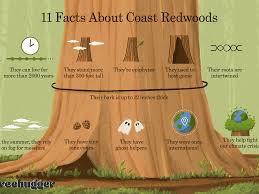 Save the redwoods league lessons. 11 Facts About Coast Redwoods The Tallest Trees In The World
