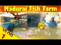 Madurai Fish Farm Vlog 1 Youtube