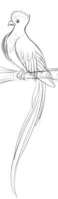 Resplendent Quetzal By Zybala On Deviantart Drawing ideas pencil beginner easy. resplendent quetzal by zybala on deviantart