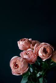 Gorgeous Contrast Flowers Beautiful Flowers Pretty Flowers