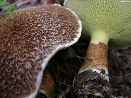 Image result for Suillus wasatchicus
