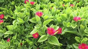 Image result for Aptenia