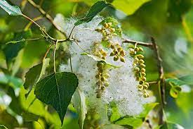 Poplars, genus populus, are part of the willow family. Hd Wallpaper Poplar Tree Female Fruit Capsule Seeds Fluffy Populus Nigra Wallpaper Flare