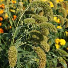 Image result for Setaria