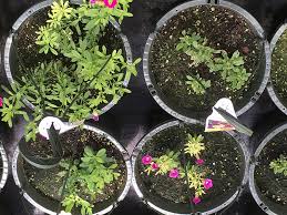 Check spelling or type a new query. How To Reduce Overwatering Of Growing Media Pro Mix Greenhouse Growing