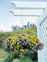 Purple and yellow flowers together. Complementary Combos In Purple And Yellow Better Homes Gardens