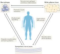 Smart puzzle block very hard 40? Obesity A Neuroimmunometabolic Perspective Nature Reviews Endocrinology