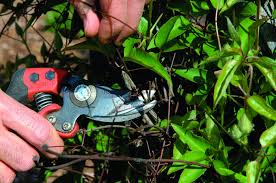 Clematis species and cultivars are divided into three groups. Pruning Clematis Finegardening