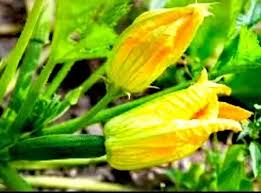 They have a long anther in the centre of the flower that holds pollen. Which Squash Flowers Are You Supposed To Eat The Male Or Female Quora
