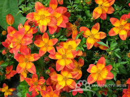 Image result for foto Dvouzubec