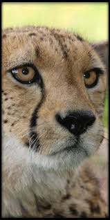 Pin By Cocoa Chocolat On Jaguars Leopards Cheetahs In 2020 Jaguar Leopard Leopards Big Cats